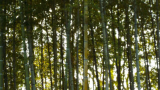 Thumbnail of post image 070