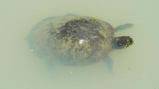 Thumbnail of post image 154