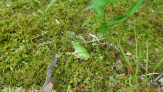 Thumbnail of post image 004