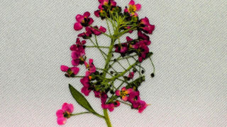 Thumbnail of post image 128