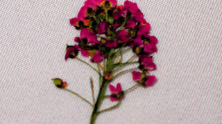 Thumbnail of post image 028