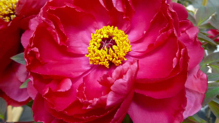 Thumbnail of post image 061