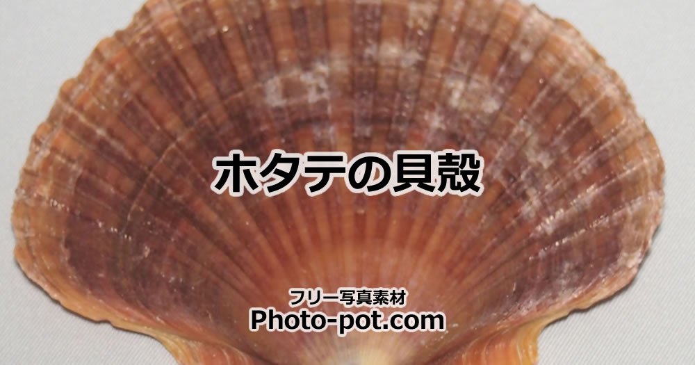 ホタテの貝殻の写真画像
