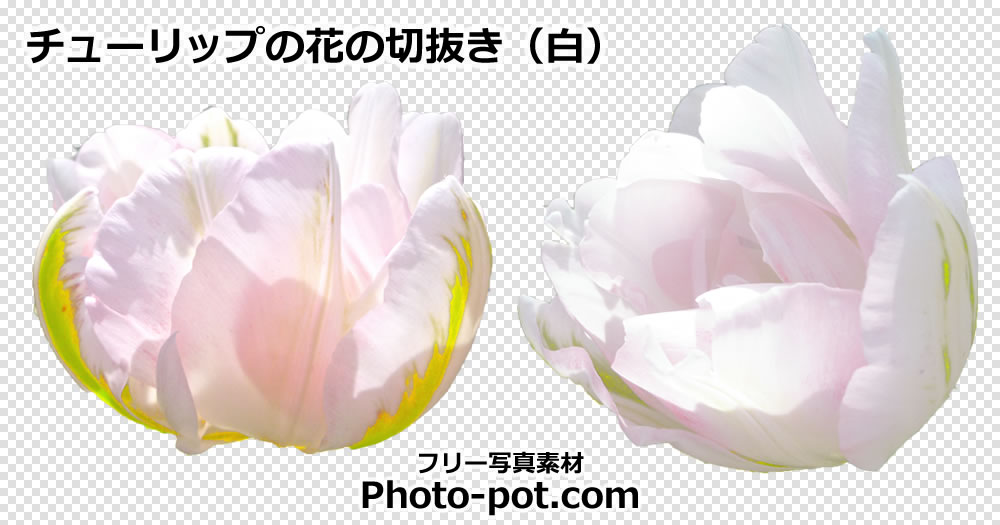 チューリップの花の切抜き（白）