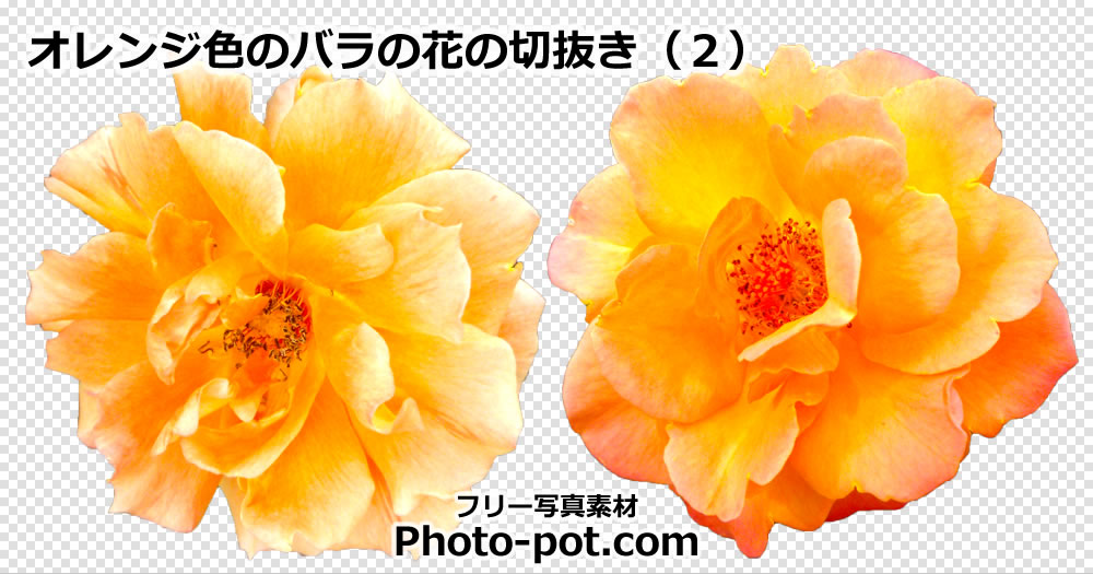 オレンジ色のバラの花の切抜き（２）