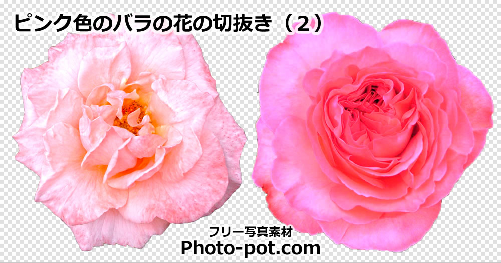 ピンク色のバラの花の切抜き（２）
