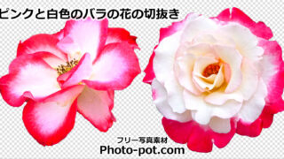 ピンクと白色のバラの花の切抜き