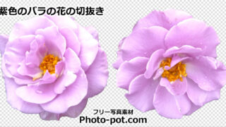 紫色のバラの花の切抜き