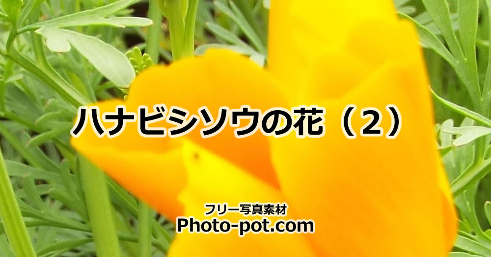 ハナビシソウの花の画像