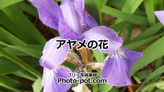 アヤメの花の画像