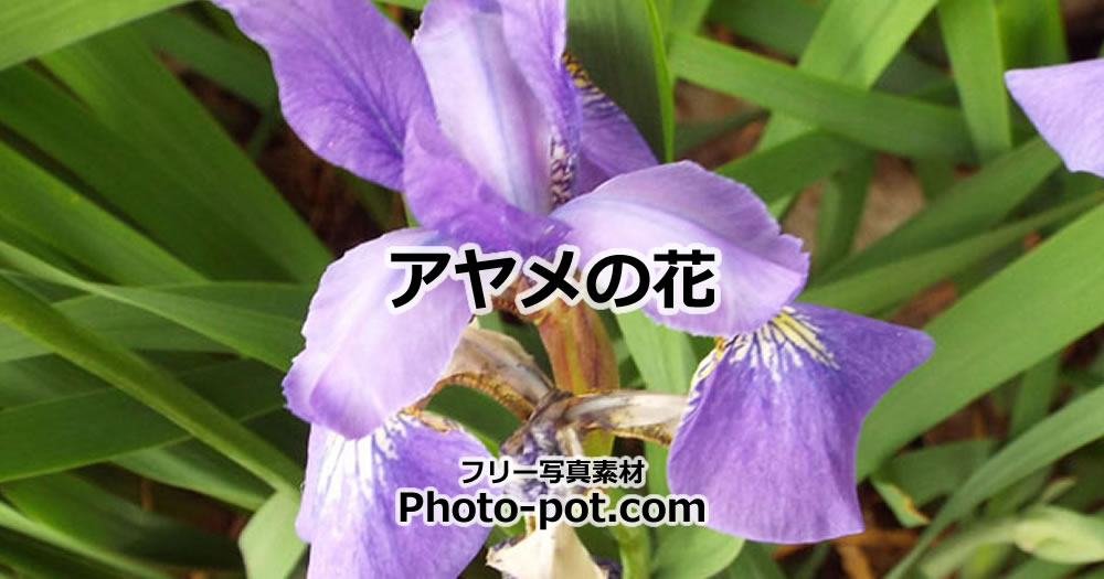 アヤメの花の画像