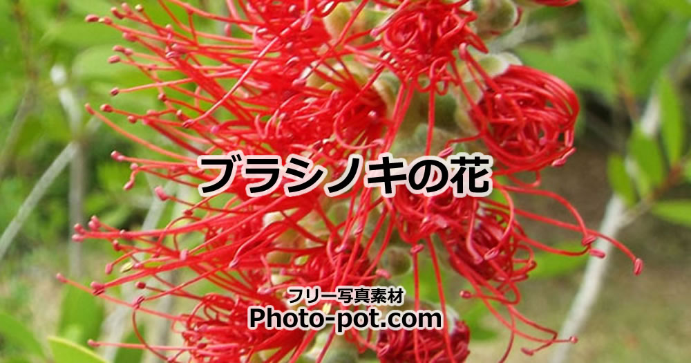 ブラシノキの花の画像