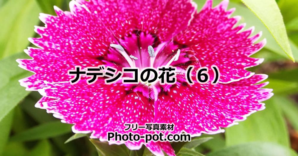 ナデシコの花の画像