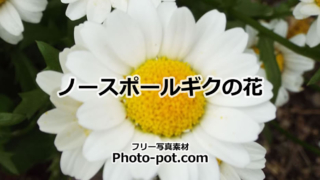 ノースポールギクの花の画像