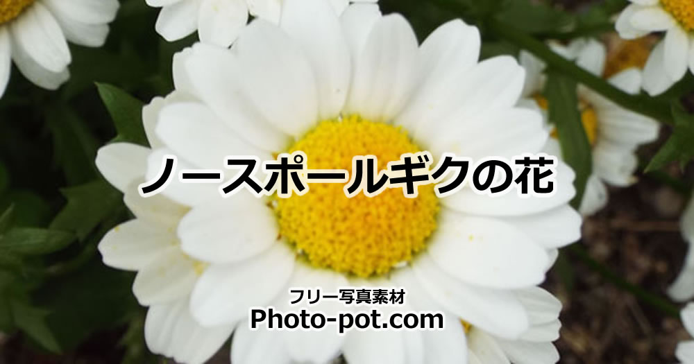 ノースポールギクの花の画像