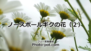 ノースポールギクの花の画像