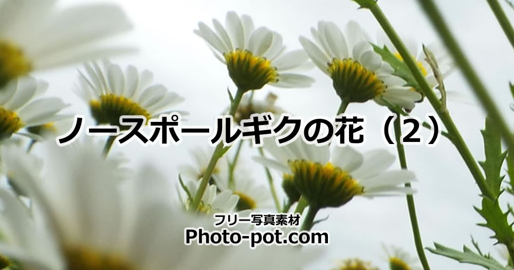 ノースポールギクの花の画像