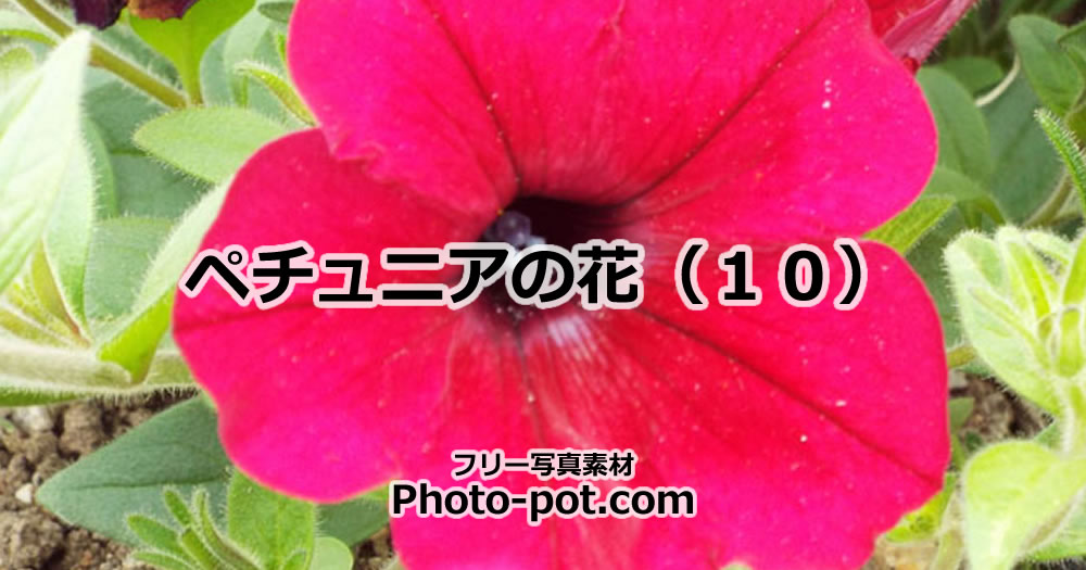 ペチュニアの花の画像