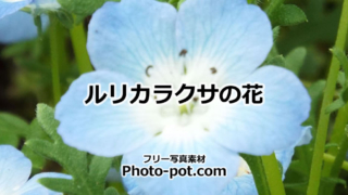 ルリカラクサの花の画像