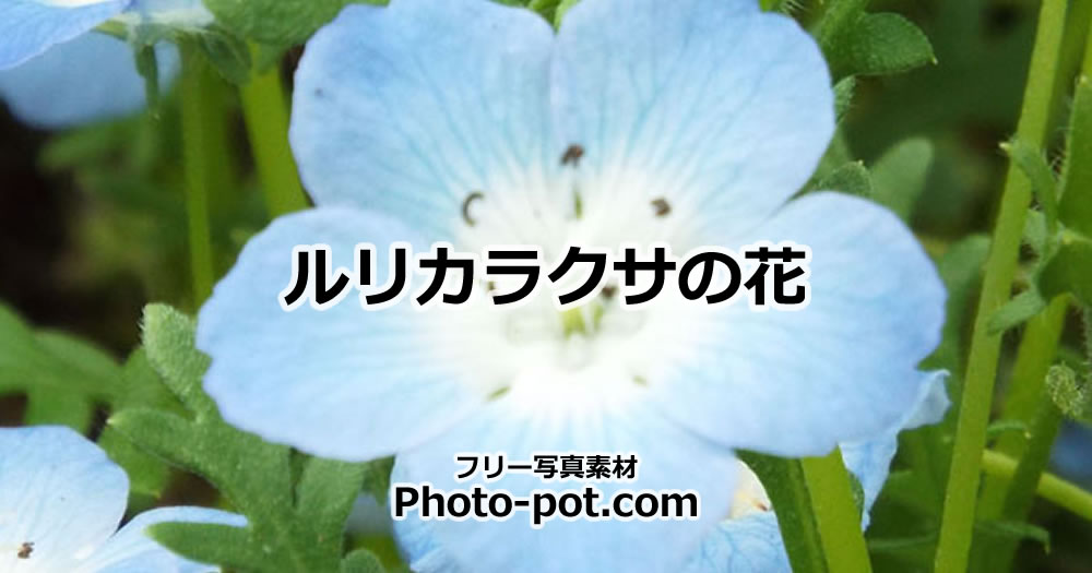 ルリカラクサの花の画像